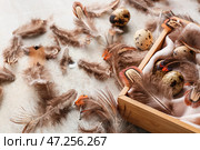 Деревянная коробка с перьями фазана и яйцами на фоне гранж, крупным планом. Стоковое фото, фотограф Pixel_shot / Фотобанк Лори