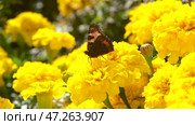 Admiral butterfly sitting on a yellow flower. Стоковое видео, видеограф Алексей Сергеев / Фотобанк Лори