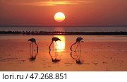 Flamingos wade in calm water during a serene sunset, vibrant orange sky reflecting on the water, showcasing peaceful nature. Стоковое AI-изображение, AI-художник Александра Рублева / Фотобанк Лори
