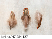 Красивые перья фазана на фоне гранж. Стоковое фото, фотограф Pixel_shot / Фотобанк Лори