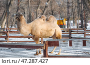 Самара Загородный парк зимой, верблюд. Стоковое фото, фотограф Ольга Коркина / Фотобанк Лори