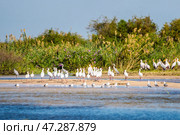Большая стая африканских клювачей (Mycteria ibis) на берегу реки Замбези (2014 год). Стоковое фото, фотограф Анна Ефимова / Фотобанк Лори