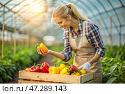 Agricultural industry. A wooden box with bell peppers in the hands of a female farmer. The gardener harvests a rich harvest in the greenhouse. Стоковое AI-изображение, AI-художник Photojuli / Фотобанк Лори