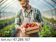Agricultural industry. A wooden box with strawberries in the hands of a male farmer. The gardener harvests a rich harvest in the greenhouse. Стоковое AI-изображение, AI-художник Photojuli / Фотобанк Лори