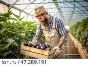 Agricultural industry. A wooden box with eggplants in the hands of a male farmer. The gardener harvests a rich harvest in the greenhouse. Стоковое AI-изображение, AI-художник Photojuli / Фотобанк Лори