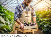 Agricultural industry. A wooden box with eggplants in the hands of a male farmer. The gardener harvests a rich harvest in the greenhouse. Стоковое AI-изображение, AI-художник Photojuli / Фотобанк Лори