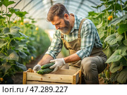 Agricultural industry. A wooden box with cucumbers in the hands of a male farmer. The gardener harvests a rich harvest in the greenhouse. Стоковое AI-изображение, AI-художник Photojuli / Фотобанк Лори
