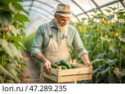 Agricultural industry. A wooden box with cucumbers in the hands of a male farmer. The gardener harvests a rich harvest in the greenhouse. Стоковое AI-изображение, AI-художник Photojuli / Фотобанк Лори