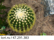 Top view of a spiky cactus in sand. Стоковое фото, фотограф Наталья Симакова / Фотобанк Лори