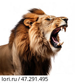 A lion with a powerful mane, growling and showing his sharp fangs. His mouth is open, his facial expression conveys aggression, strength and dominance. The background is white, which emphasizes the details of the fur, the structure of the muzzle and the texture of his thick mane. The lion looks majestic and intimidating, symbolizing power, natural strength and freedom. Стоковое AI-изображение, AI-художник Анна Кривицкая / Фотобанк Лори