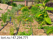 A raised garden bed in the Springtime gets planted out and set up with irrigation. Putting in irrigation in raised beds reduces water consumption compared to traditional overhead watering with a hose. Стоковое фото, фотограф Feruza Tashmetova / Фотобанк Лори