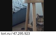 Pet, cute, feline, mammal, watching, animal, eye, fluffy, fur, furry, horizontal, look, looking at camera, photography, staring, beautiful, closeup, analyzing, comfortable, cut out, examining, grey, lovely, lying, no people, paw, playful, relax, sofa, soft, up, warm, animal themes, black, black cat, close, dark, domestic cat, full frame, green eyes, one animal, small, background, cold, orange color, tabby cat, white color. Стоковое видео, видеограф Zita Khasanova / Фотобанк Лори