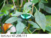 Emerald butterfly Papilio palinurus in the greenhouse on the island of Mainau. Стоковое фото, фотограф Анна Чижова / Фотобанк Лори