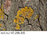 Wall Xanthoria (lat. Xanthoria parietina) is a lichen of the Telochistaceae family, a species of the Xanthoria genus on the bark of a tree. Стоковое фото, фотограф Андрей Жигальцов / Фотобанк Лори