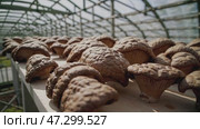 Brown mushrooms arranged in rows on drying racks inside a greenhouse. Suitable for farming, food production, and organic cultivation themes. Стоковое AI-видео, аниматор Башкирова Анна / Фотобанк Лори
