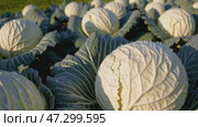A large cabbage field with dewdrops on the leaves, bathed in soft sunlight, showcasing the fresh and organic nature of the crops growing in rich soil. Стоковое AI-видео, аниматор Башкирова Анна / Фотобанк Лори