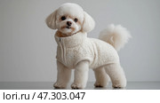 Cute small dog wearing a cozy cream jacket poses indoors in a modern and bright environment. Маленькая собака уверенно стоит на гладкой поверхности, демонстрируя свою пушистую шерсть и стильную куртку. Яркая и минималистичная обстановка идеально подходит для демонстрации домашних животных. Стоковое AI-изображение, AI-художник Katsiaryna Repich / Фотобанк Лори