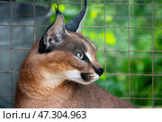 Каракал (лат. Caracal caracal) в вольере зоопарка. Крупный план. Стоковое фото, фотограф Лариса Гордеева / Фотобанк Лори