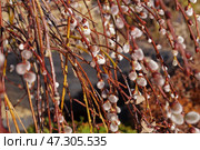 Много пушистых почек Козьей ивы (Salix caprea) Стоковое фото, фотограф Евгения Золкина / Фотобанк Лори