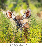Портрет молодой самки большого куду (Tragelaphus strepsiceros) в высокой траве. Африканская антилопа в естественной среде обитания. (2014 год). Стоковое фото, фотограф Анна Ефимова / Фотобанк Лори