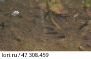Tadpoles swimming in lake. Стоковое видео, видеограф Михаил Коханчиков / Фотобанк Лори
