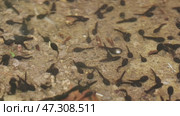Tadpoles swimming in lake. Стоковое видео, видеограф Михаил Коханчиков / Фотобанк Лори