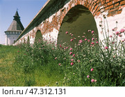 Красная башня Астраханского кремля, крепостная стена, цветущий Татарник ( вид со двора ) Стоковое фото, фотограф Павел Просянов / Фотобанк Лори