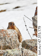 Marmot among rocks. Стоковое фото, фотограф Екатерина Якименко / Фотобанк Лори