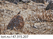 Rufous-backed Redstart in natural habitat, sitting on a stone among dry grass. Стоковое фото, фотограф Екатерина Якименко / Фотобанк Лори