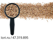Grain through a magnifying glass. Стоковое фото, фотограф Александр Собко / Фотобанк Лори