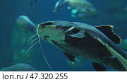 Large Redtail Catfish Swimming in Aquarium with Other Fish. Стоковое видео, видеограф Mikhail Davidovich / Фотобанк Лори