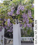 A magnificently blooming wisteria (Wisteria) twining around white classical columns, probably in a park or architectural area of ​​the city of Simeiz. Hanging brushes of lilac-violet flowers form a fairy-tale arch, creating a romantic atmosphere. The bright green foliage combines with the whiteness of the columns, emphasizing the freshness and grace of the place. This is a typical spring scene from the southern coast of Crimea, where the mild climate allows such plants to bloom profusely. Стоковое фото, фотограф Анна Кривицкая / Фотобанк Лори