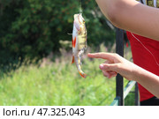 A fisherman holds a perch caught on a fishing rod in his hands. Стоковое фото, фотограф Бондарева Елена / Фотобанк Лори