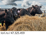 Black Angus calves in the open air. Стоковое фото, фотограф Ольга Сейфутдинова / Фотобанк Лори