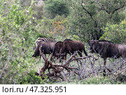 Herd of blue wildebeest graze in the forest of Kruger National Park (2023 год). Стоковое фото, фотограф Екатерина Якименко / Фотобанк Лори
