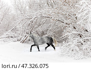 Dressage dapple grey horse runs in winter forest background. Спортивная белая верховая лошадь бежит по зимнему лесу. Стоковое фото, фотограф Михаил Кондрашов / Фотобанк Лори