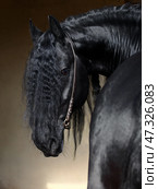 Black friesian dressage horse on dark  stable background. Черная (вороная) фризская выездковая лошадь на темном фоне конюшни. Стоковое фото, фотограф Михаил Кондрашов / Фотобанк Лори