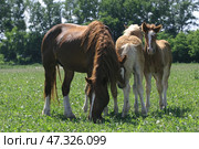 Mare with two foals walks on a summer green field. Кобыла и два жеребенка пасутся на зеленой лужайке летом. Стоковое фото, фотограф Михаил Кондрашов / Фотобанк Лори