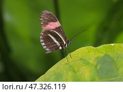 Heliconius melpomene butterfly on a green leaf. Стоковое фото, фотограф Анна Чижова / Фотобанк Лори