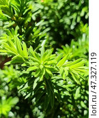 Common yew (Taxus baccata) - an evergreen shrub or tree from the yew family. Стоковое фото, фотограф Анна Кривицкая / Фотобанк Лори