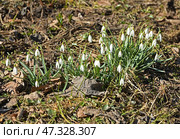 Galanthus nivalis, snowdrop or common snowdrop, on early spring sunny day. Стоковое фото, фотограф Валерия Попова / Фотобанк Лори