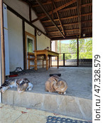 A country house terrace where complete idyll and feline comfort reign. In the foreground, two cats are resting on a stone step: one is lying with its paws outstretched, the other is sitting, thoughtfully looking away. Inside the veranda, there are two more cats: one has settled comfortably by the door, the other is on a wooden table, as if watching what is happening from above.The wooden frame of the roof, the table with simple carved legs, the rug at the entrance and the green landscape outside the window create the atmosphere of a quiet, peaceful place where both people and animals can take a break from the hustle and bustle. This space is about peace, warmth and serenity. Стоковое фото, фотограф Анна Кривицкая / Фотобанк Лори