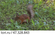 Squirrel with nut in summer park. Стоковое видео, видеограф Михаил Коханчиков / Фотобанк Лори