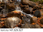 A rapids on a mountain stream with water flowing with splashes and foam on stone blocks covered with fallen leaves. Delightful autumn mountain landscape. Стоковое фото, фотограф Роман Дзюбало / Фотобанк Лори