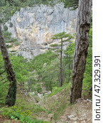 A steep forest slope in the Crimean mountains, leading down to a gorge hidden among the trees. On either side of the frame, pine trunks rise up, creating a natural frame. In the distance, through a gap in the forest, you can see a sheer, light-grey cliff with vertical stripes from moisture and time. The landscape is wild and alive, full of greenery, rocks, roots and natural power. The atmosphere is majestic and a little mysterious, as if nature is protecting this piece of land from prying eyes. Стоковое фото, фотограф Анна Кривицкая / Фотобанк Лори