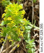 Wild Crimean grass with small yellow flowers. This plant is probably bedstraw (lat. Galium verum), widespread in Crimea. Flowers are collected in dense brushes, each flower is tiny, star-shaped. Leaves are narrow, slightly pubescent, arranged in whorls. The plant is surrounded by dry grass and needles of coniferous trees, which indicates a mountain or forest-steppe landscape. The atmosphere of the photo is sunny, warm, with a feeling of wild, untouched nature. Стоковое фото, фотограф Анна Кривицкая / Фотобанк Лори