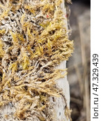Dry moss or lichen, close-up. It densely covers a surface, perhaps a rock, tree bark or old wood. The shades vary from golden yellow to grey-white, indicating its dry state, probably after a long absence of moisture. The texture is brittle, thin, similar to small needles or spirals. It may be a type of forest moss or xanthoria, a lichen found in Crimea in dry pine forests, on rocks or dead wood. Стоковое фото, фотограф Анна Кривицкая / Фотобанк Лори