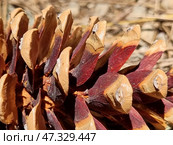 A pine cone lying on a forest floor of dry needles, twigs and soil. Macro photography highlights the expressive colors and textures: the scales of the cone are painted in warm shades of brown, turning into a rich burgundy with a violet tint. At the ends of the scales, you can see white resinous traces. This cone looks ripe, ready to scatter seeds, which symbolizes the cycle of life and renewal in nature. Стоковое фото, фотограф Анна Кривицкая / Фотобанк Лори