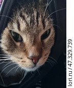 A tabby cat (or cat) peers out from a half-open transport backpack-carrier. Its large eyes watch the events around it with interest and caution. It is comfortably settled, but at the same time its expression indicates attentiveness and slight anxiety - perhaps it is a trip to the vet or to a new place. The backpack is decorated with bright cartoon drawings - you can see figures of killer whales, which adds a bit of humor and warmth to the frame. The background is blurred, but part of the person's clothing is visible - apparently, the pet is riding in the arms of the owner. Стоковое фото, фотограф Анна Кривицкая / Фотобанк Лори