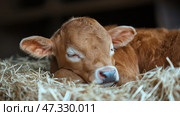 Calf resting peacefully on straw in a cozy barn environment during daylight. Теленок мирно отдыхает на соломе в уютном коровнике при дневном свете. Стоковое AI-изображение, AI-художник Katsiaryna Repich / Фотобанк Лори